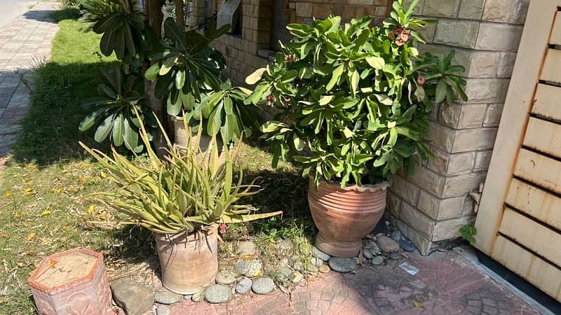 plants and pots for sale 9