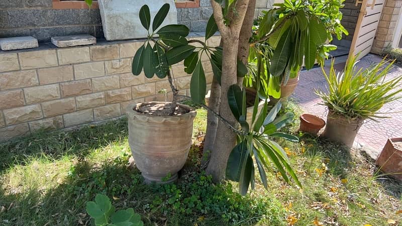 plants and pots for sale 10