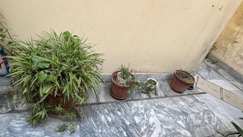 plants and pots for sale 11