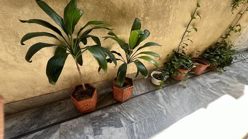 plants and pots for sale 12