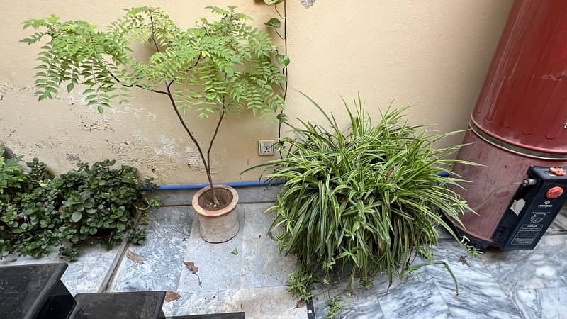 plants and pots for sale 18