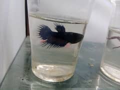 Female Bettas available at wholesale rate