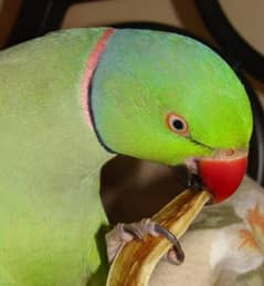 10000% breeder ringneck male forsale