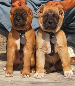 king Kurdish kengal full security dog pair 2 mohtn for sale