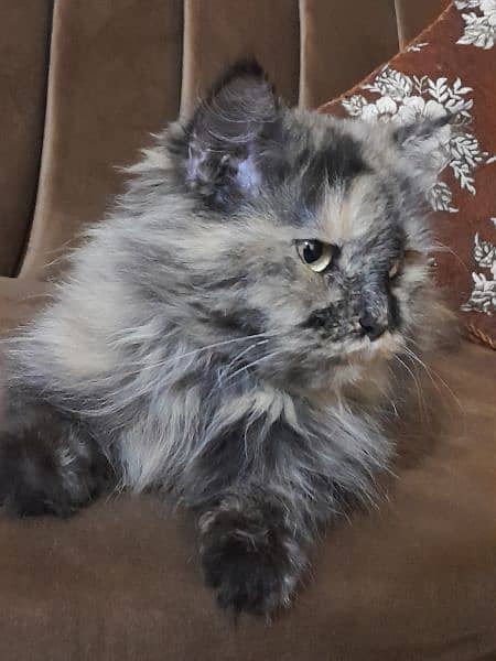 Persian female cat for sale 0