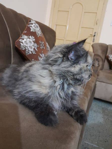 Persian female cat for sale 1