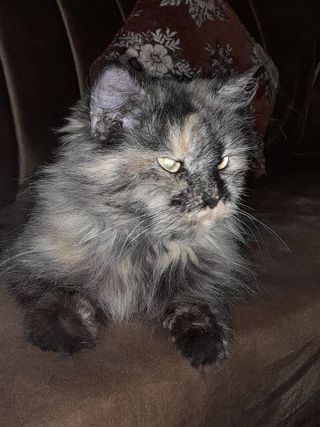 Persian female cat for sale 2