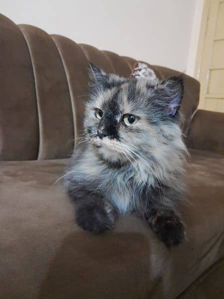 Persian female cat for sale 3