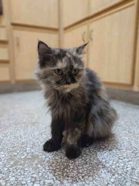 Persian female cat for sale 4