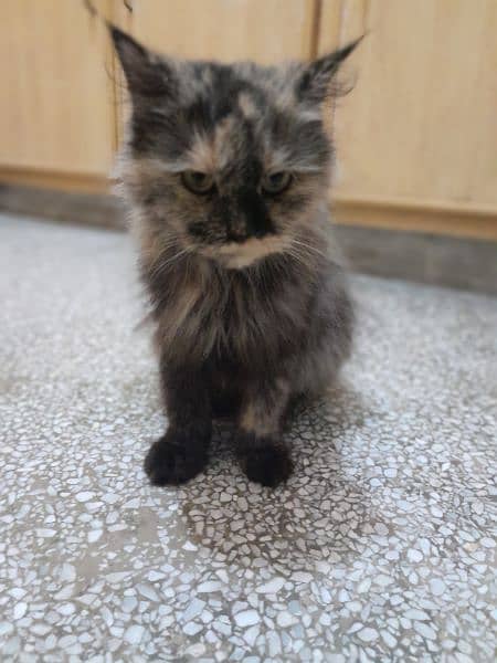 Persian female cat for sale 5