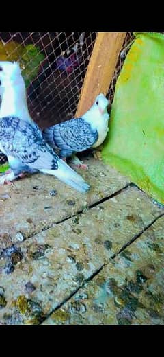 all birds for sale confrm pair