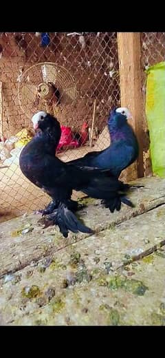 all birds for sale confrm pair