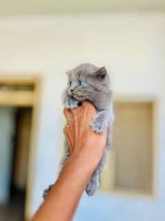 Persian kittens for sale