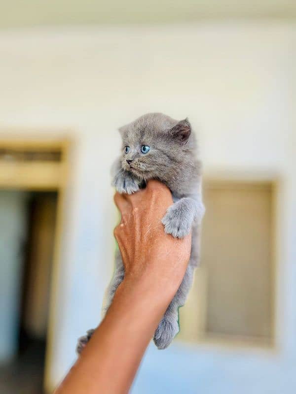 Persian kittens for sale 0