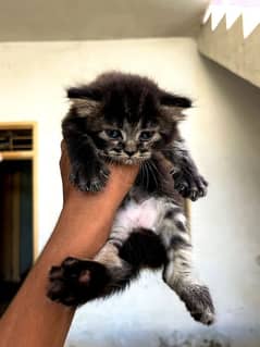 Persian kittens for sale