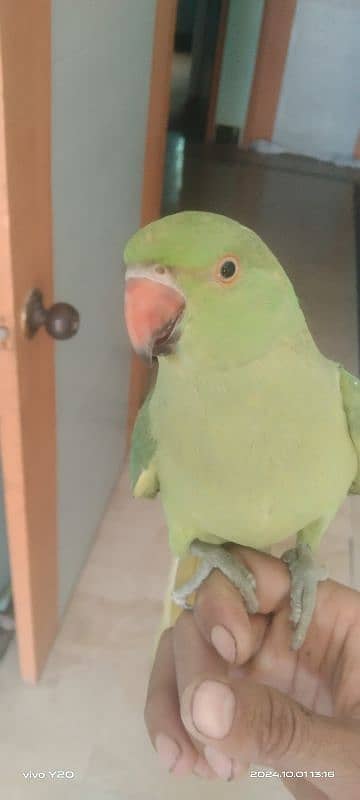 9 month parrot 0