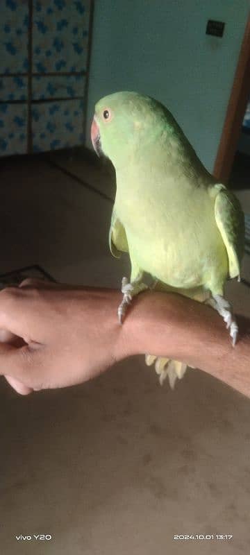 9 month parrot 1