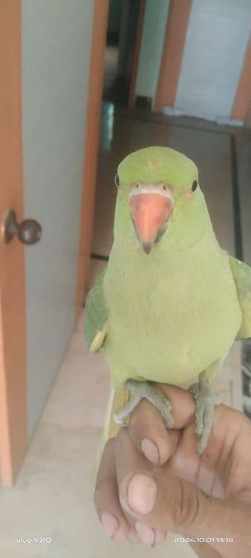 9 month parrot 2