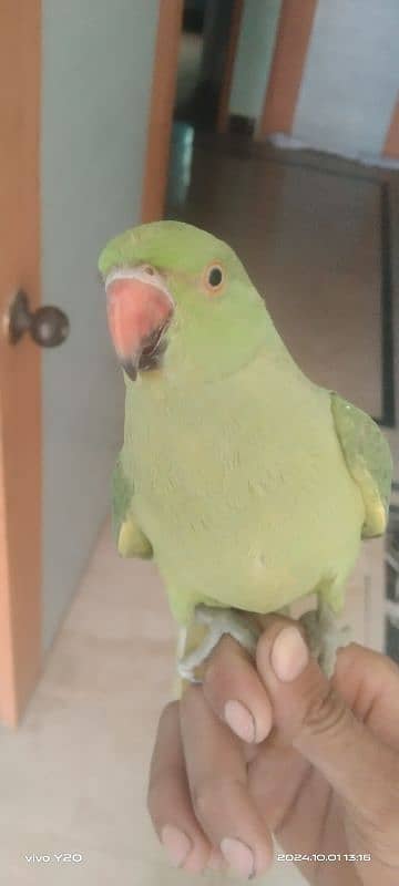 9 month parrot 4