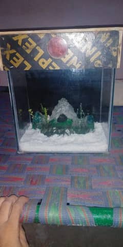 fish aquarium 0