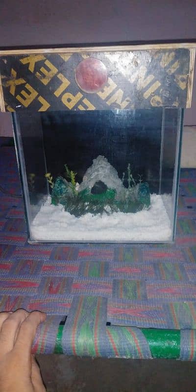 fish aquarium 0