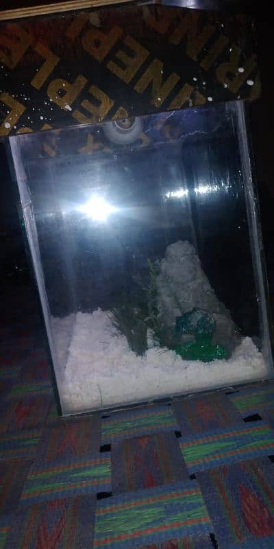 fish aquarium 1