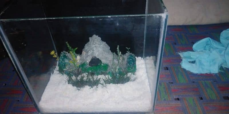 fish aquarium 5