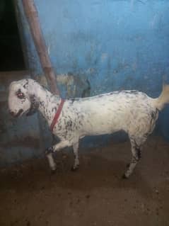 Female Goat 3 Month pergency