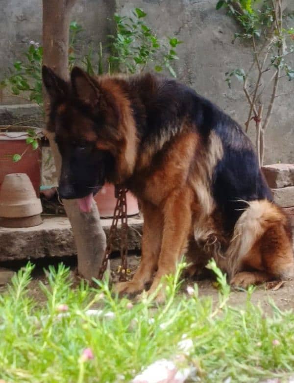 German Shepherd Female 1