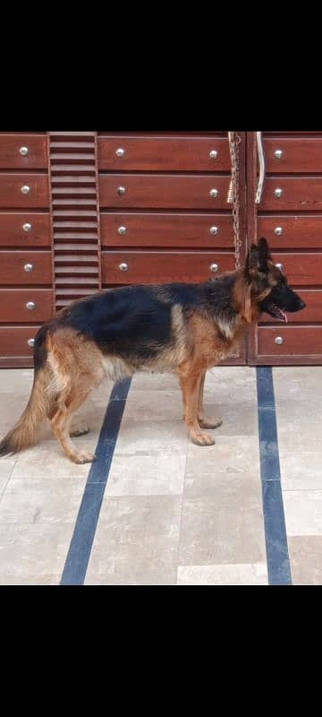 German Shepherd Female 3