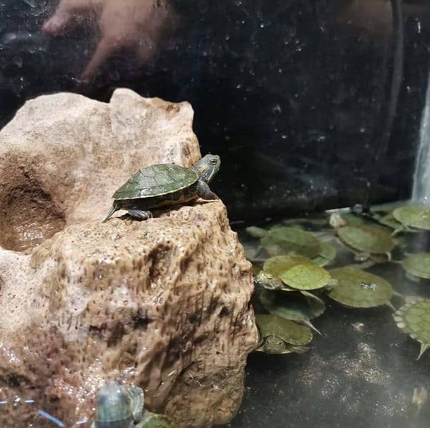 American Red ear slider and other unique Turtles 2