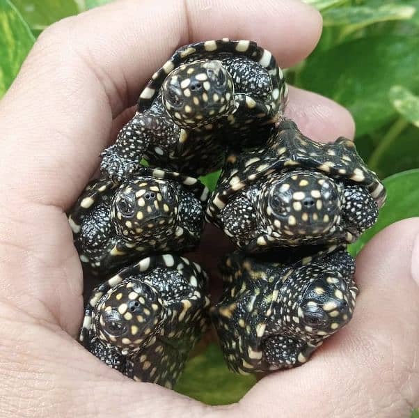 American Red ear slider and other unique Turtles 3