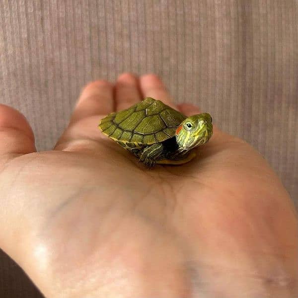 American Red ear slider and other unique Turtles 4