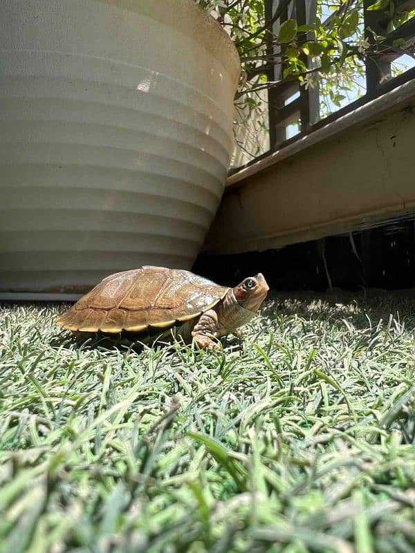 American Red ear slider and other unique Turtles 6