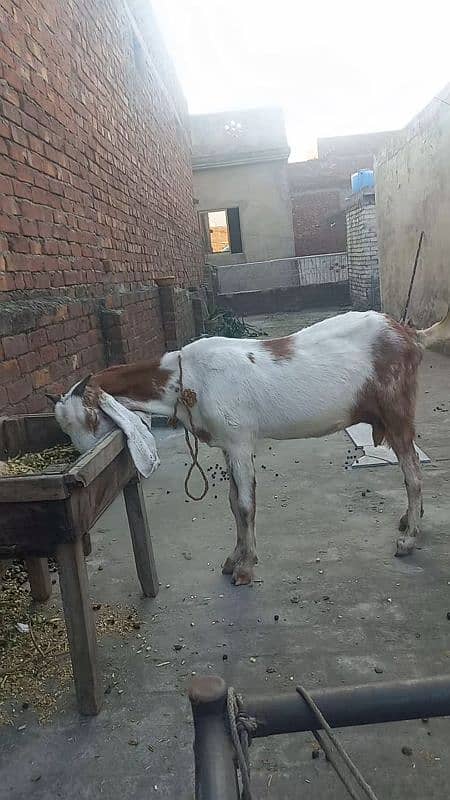 desi sindhi Bakri goat For sale 0