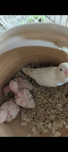 ALBINO BREEDER PAIR