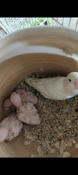 ALBINO BREEDER PAIR 0