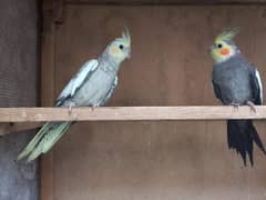 cocktail breeding pair for sale emergency 0