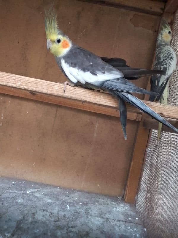 cocktail breeding pair for sale emergency 1