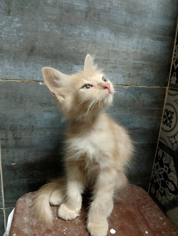 PERSIAN MALE FOR SALE 1