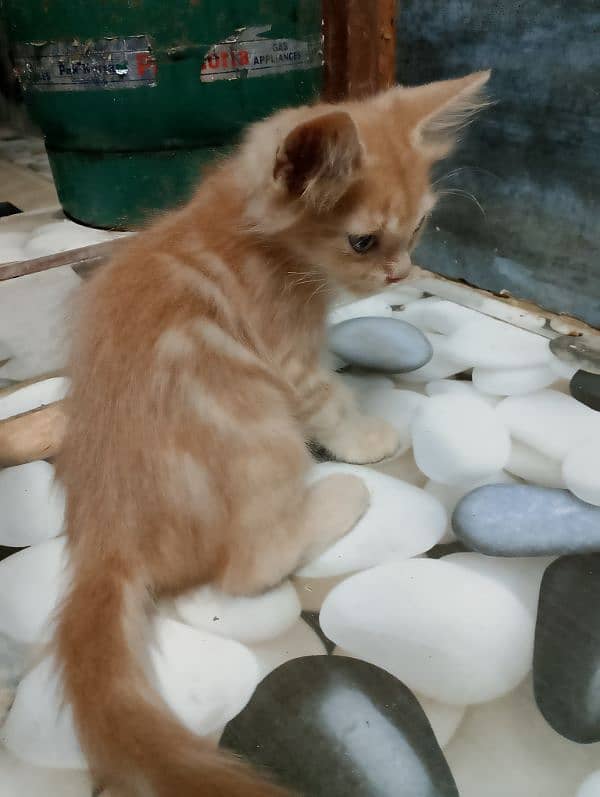 PERSIAN MALE FOR SALE 4