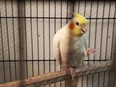 Semi Handtamed cockatiel 0