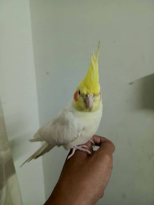 Semi Handtamed cockatiel 1