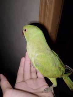 Handtamed green ringneck parrot