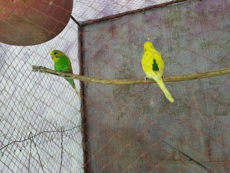 Budgies for sale 0