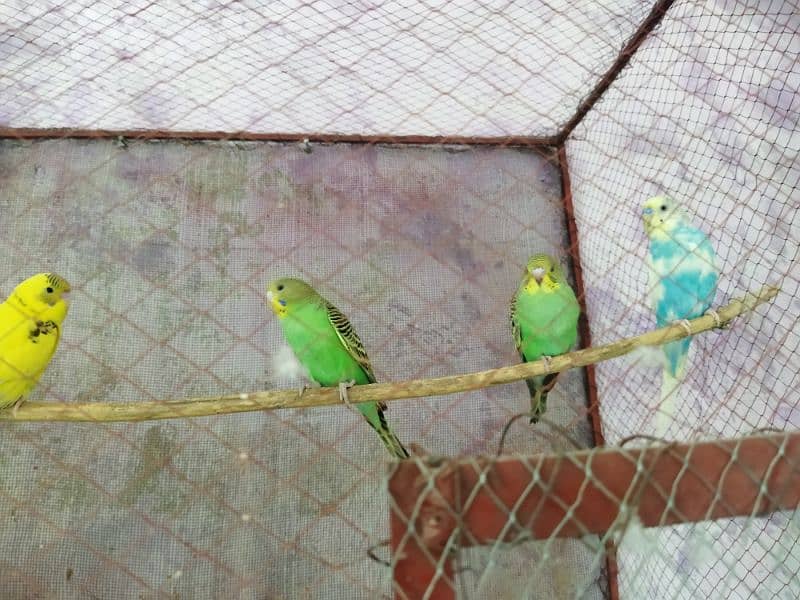 Budgies for sale 1