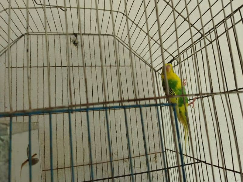 Budgies for sale 2