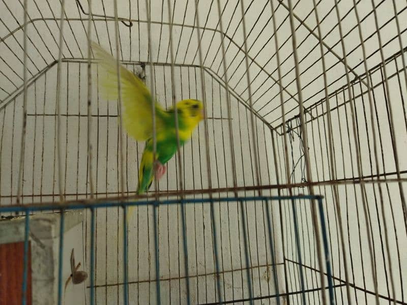 Budgies for sale 3