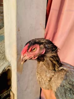 aseel porrort face female hens