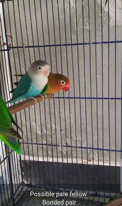 Love Birds for sale